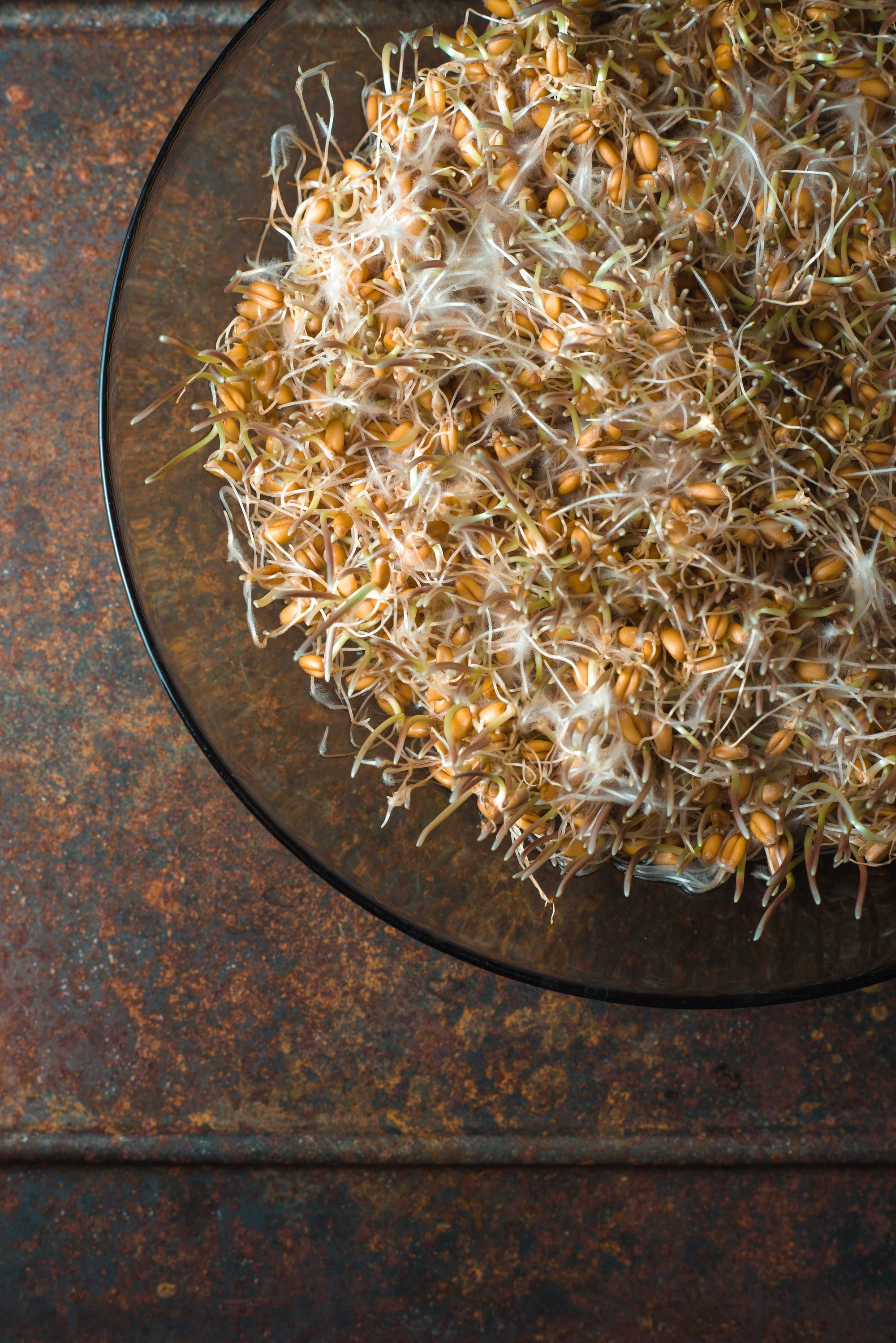 Sea Moss